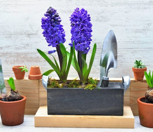 5 секретов выращивания гиацинтов в комнате