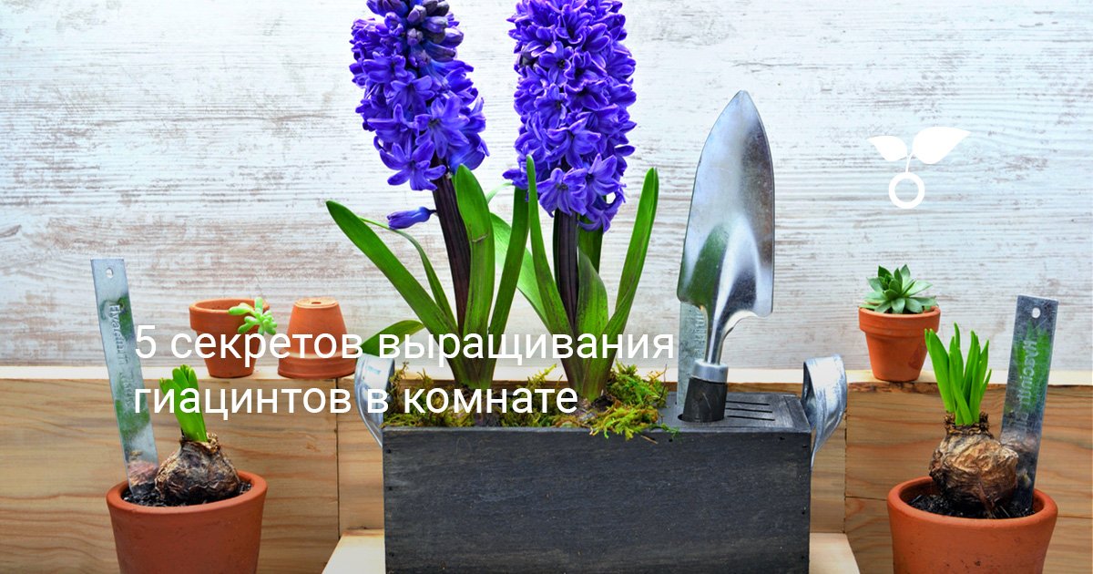 5 секретов выращивания гиацинтов в комнате