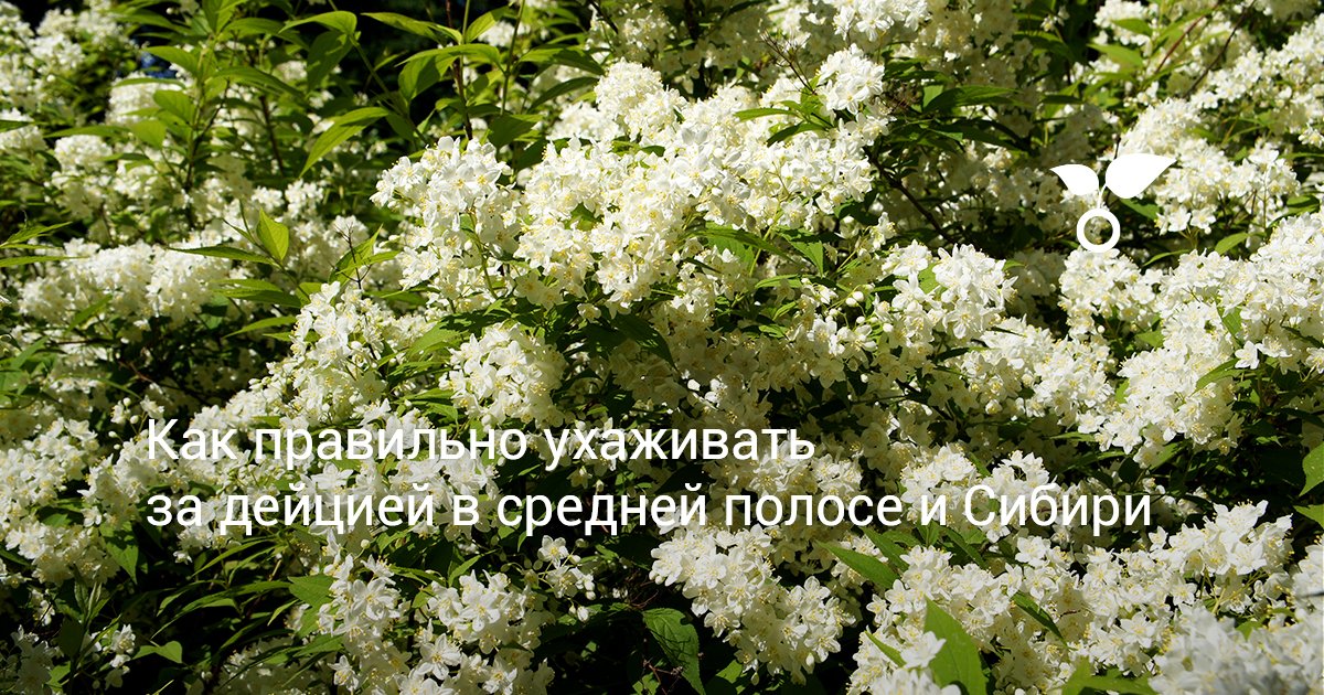 Как правильно ухаживать за дейцией в средней полосе и Сибири