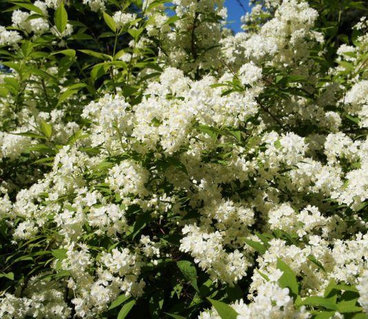 Как правильно ухаживать за дейцией в средней полосе и Сибири