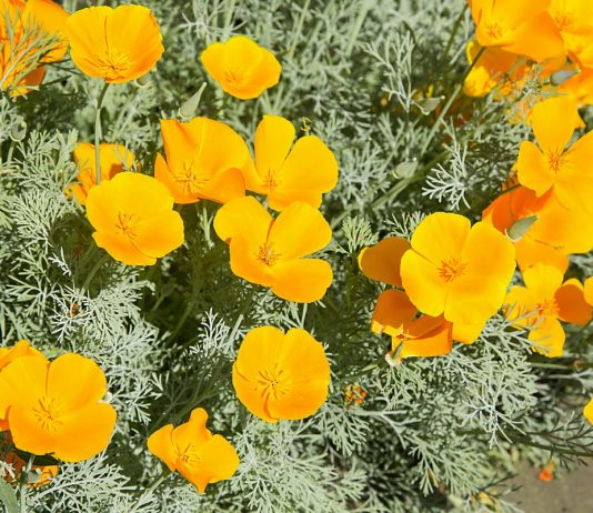 Эшшольция — простые правила выращивания