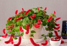 Акалифа дубравколистная — кудрявая и ползучая