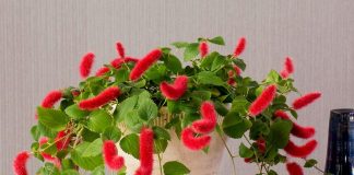Акалифа дубравколистная — кудрявая и ползучая