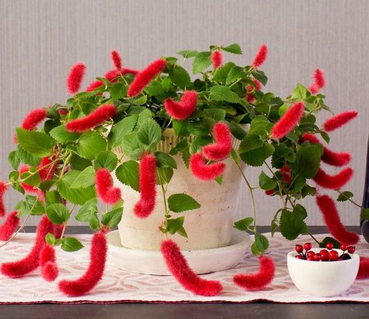 Акалифа дубравколистная — кудрявая и ползучая