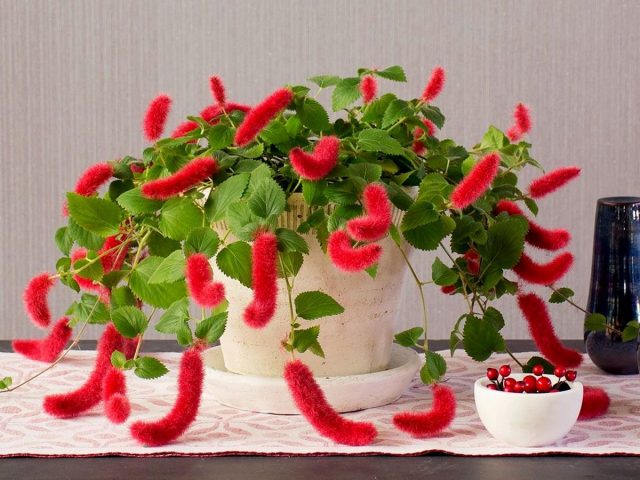 Акалифа дубравколистная — кудрявая и ползучая