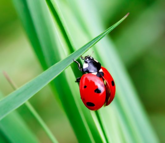 Божьи коровки — хорошие и плохие