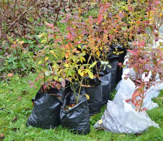 Что делать с поздними покупками посадочного материала? - Цветник и ландшафт Что делать с поздними покупками посадочного материала?