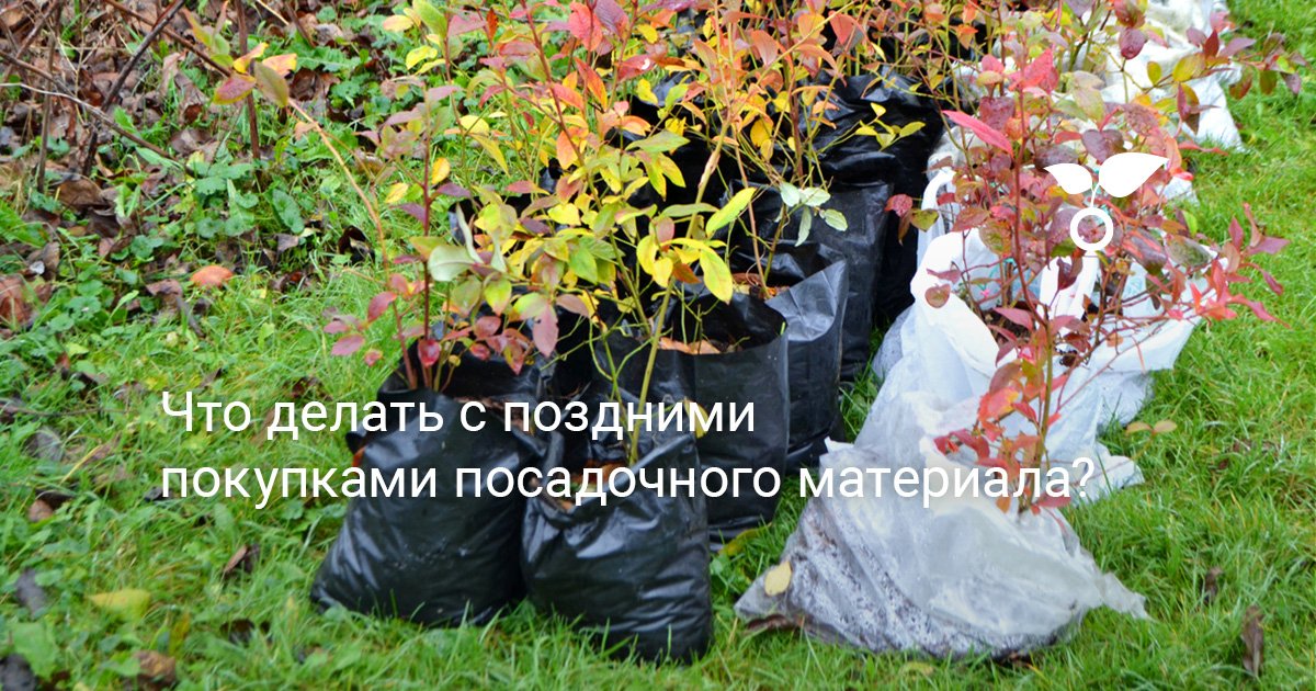 Что делать с поздними покупками посадочного материала?