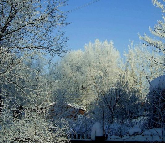 Что не забыть сделать садоводу в декабре? - Календари Что не забыть сделать садоводу в декабре?