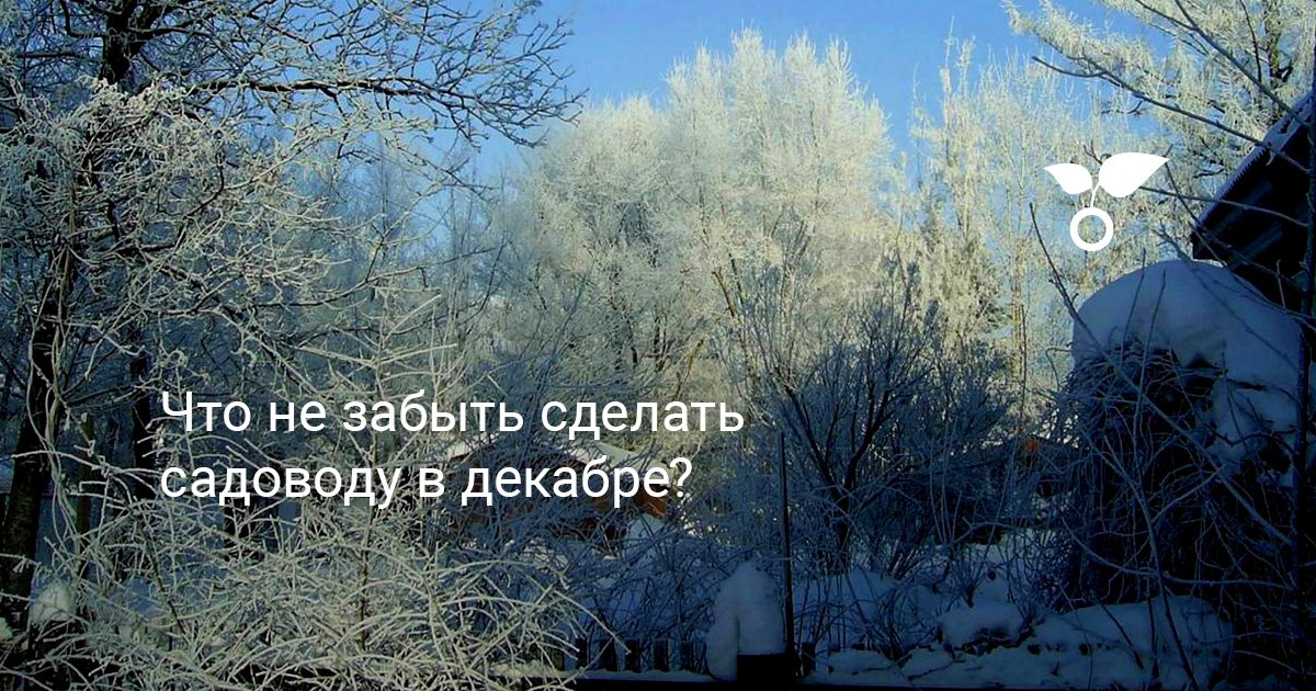 Что не забыть сделать садоводу в декабре?