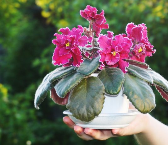 Деформация у сенполий — в чём причина и как решить проблему? - Вредители и болезни Деформация у сенполий — в чём причина и как решить проблему?