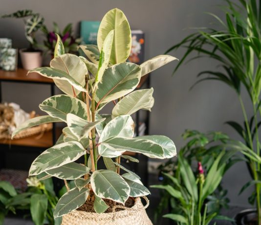 Как избежать ошибок при покупке дорогостоящих комнатных растений? - Красивоцветущие Как избежать ошибок при покупке дорогостоящих комнатных растений?