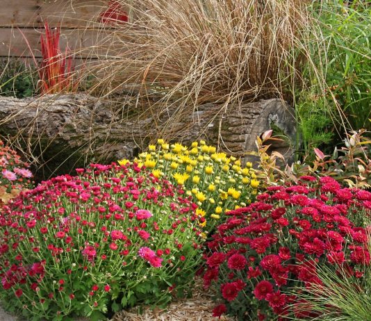 Какие удобрения можно использовать на цветнике осенью?