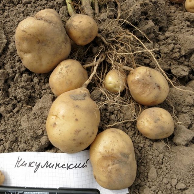 Колорадский жук не очень любит некоторые сорта картофеля, в том числе «Никулинский» Колорадский жук не очень любит некоторые сорта картофеля, в том числе «Никулинский»