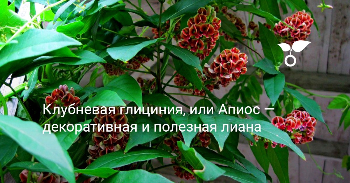 Клубневая глициния, или Апиос — декоративная и полезная лиана