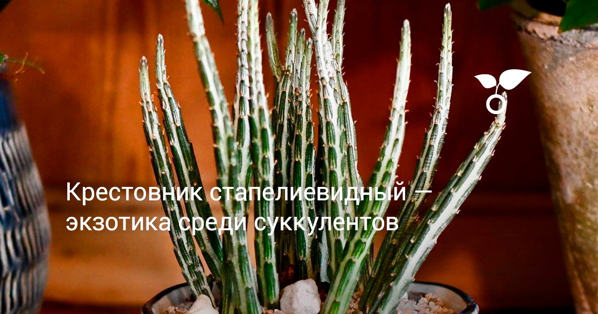 Крестовник стапелиевидный — экзотика среди суккулентов