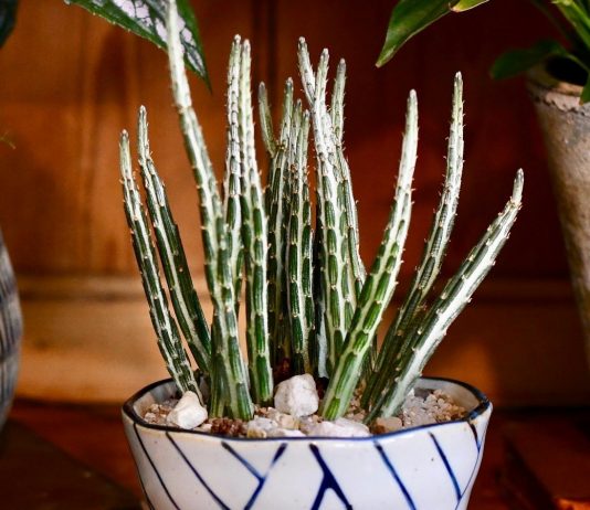 Крестовник стапелиевидный — экзотика среди суккулентов