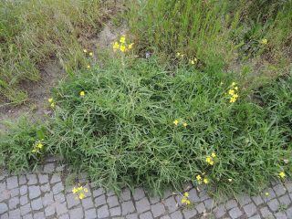 Двурядка тонколистная (Diplotaxis tenuifolia)
