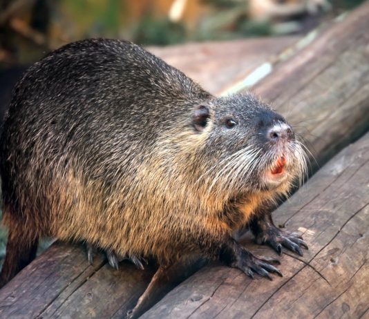 Нутрии в домашнем хозяйстве — советы для новичков - Животные Нутрии в домашнем хозяйстве — советы для новичков