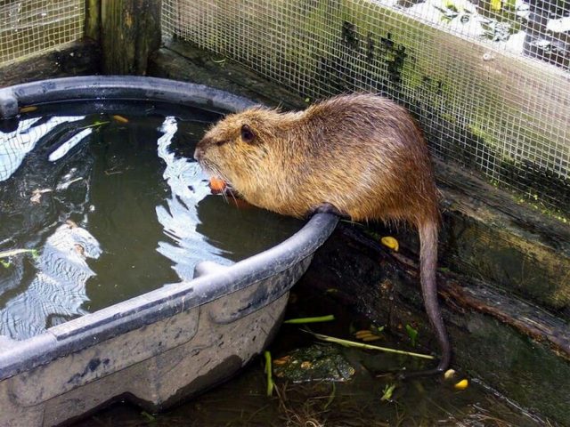 Важно предусмотреть для нутрий водоём 