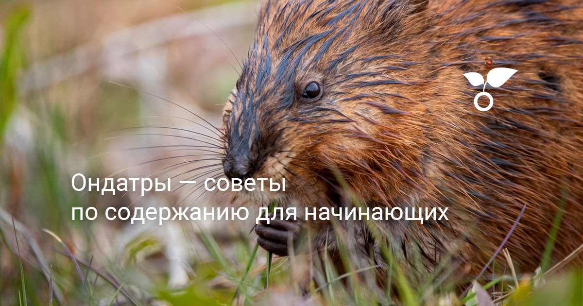 Ондатры — советы по содержанию для начинающих