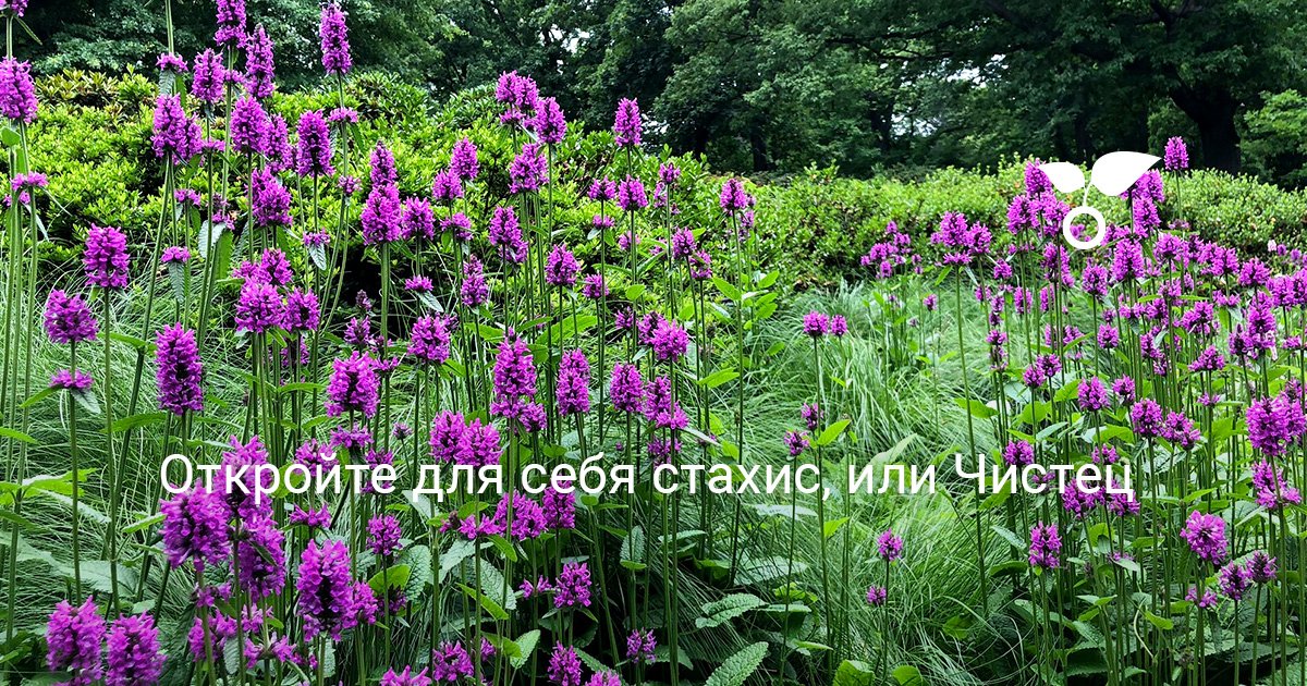 Откройте для себя стахис, или Чистец