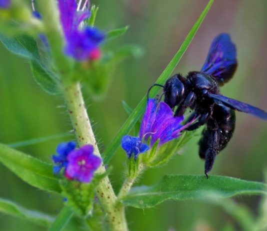 Пчелы-плотники — чем опасны и как от них избавиться?