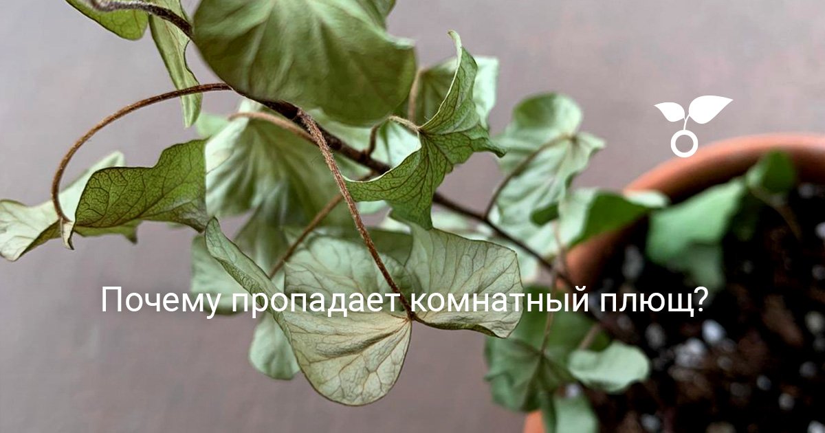 Почему пропадает комнатный плющ?