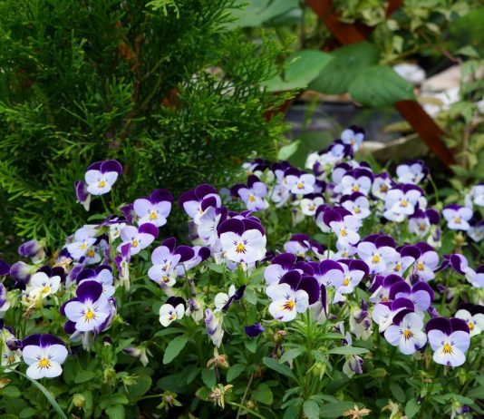 Съедобная виола — как приготовить и с чем съесть анютины глазки?