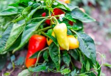 Сладкие перцы сербской селекции — 6 самых вкусных сортов
