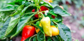 Сладкие перцы сербской селекции — 6 самых вкусных сортов