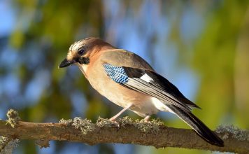 Сойка — друг садоводу или не очень?