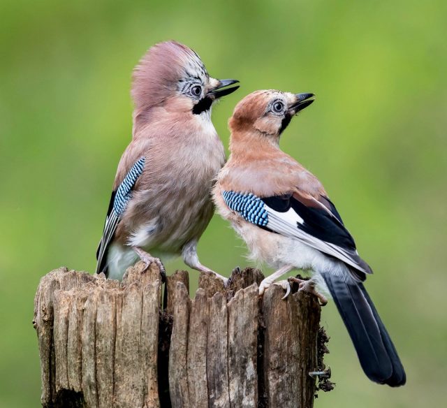 Сойка (Garrulus glandarius)