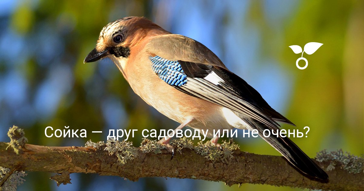 Сойка — друг садоводу или не очень?