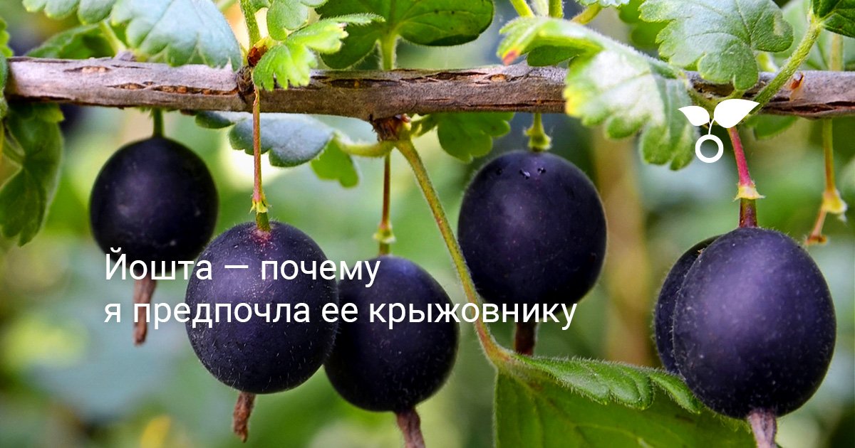Йошта — почему я предпочла ее крыжовнику