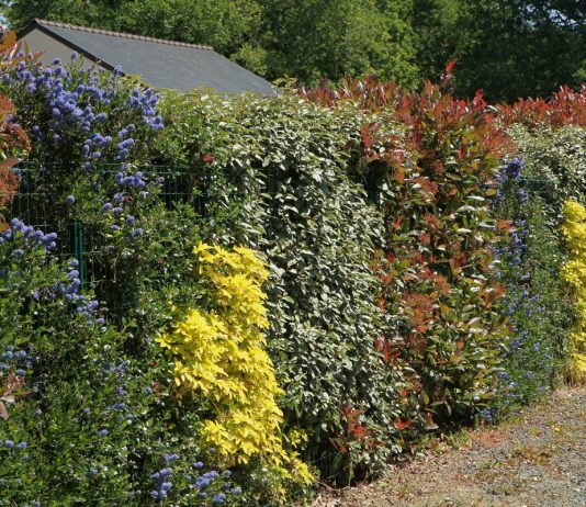 Живая изгородь — задачи, варианты и подводные камни