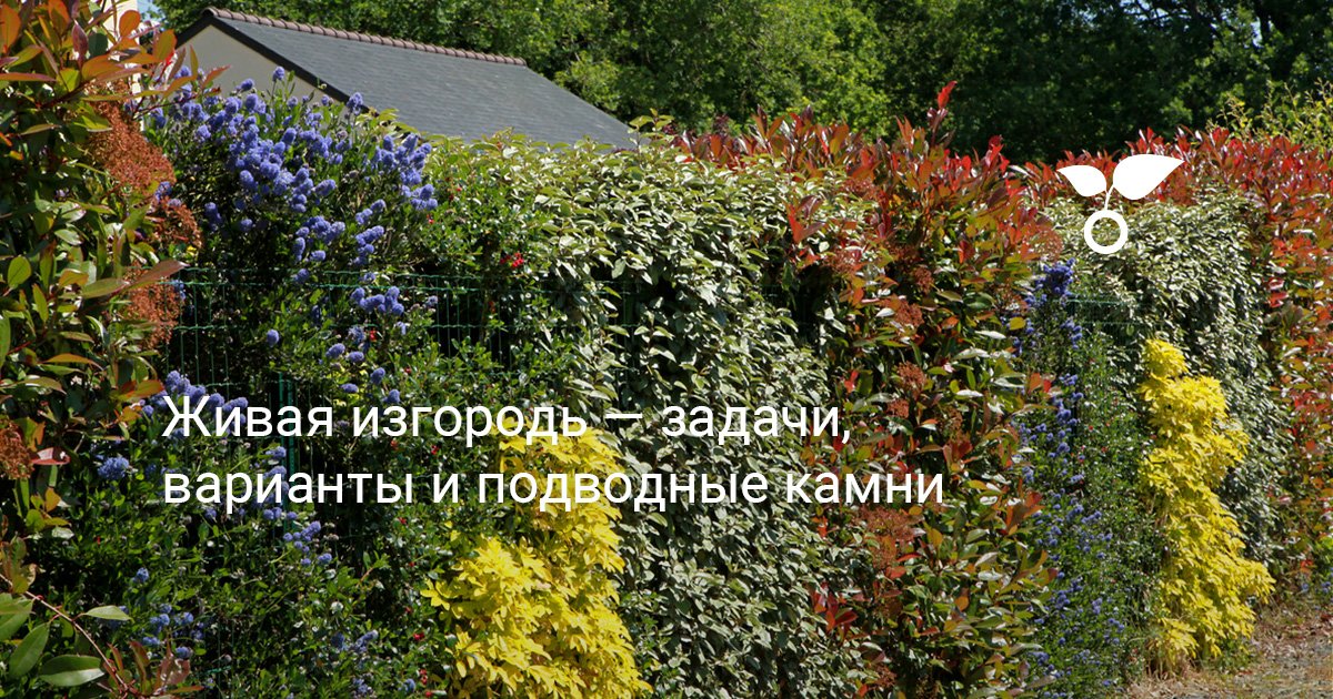 Живая изгородь — задачи, варианты и подводные камни