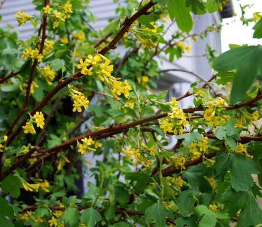 Золотистая смородина и её лучшие сорта - Ягодник Золотистая смородина и её лучшие сорта