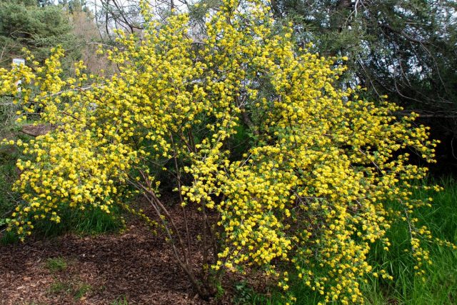 Золотистая смородина (Ribes aureum)