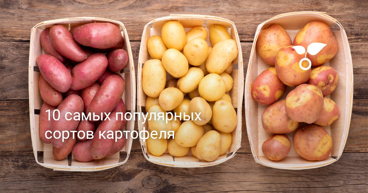 10 самых популярных сортов картофеля