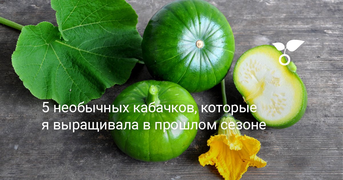 5 необычных кабачков, которые я выращивала в прошлом сезоне