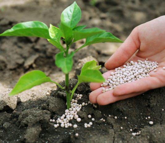 Гранулированные или водорастворимые — какие удобрения выбрать? - Цветник и ландшафт Гранулированные или водорастворимые — какие удобрения выбрать?