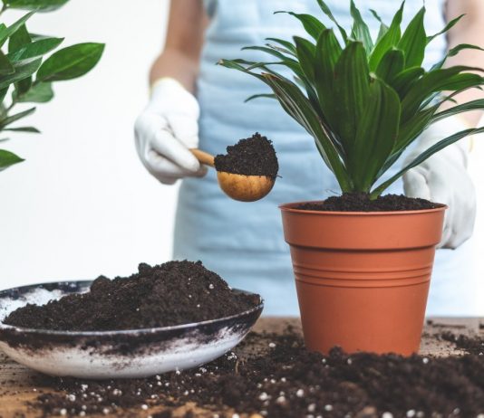 Как пересадить комнатное растение? - Комнатные растения Как пересадить комнатное растение?