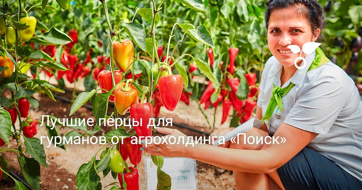 Лучшие перцы для гурманов от агрохолдинга «Поиск»