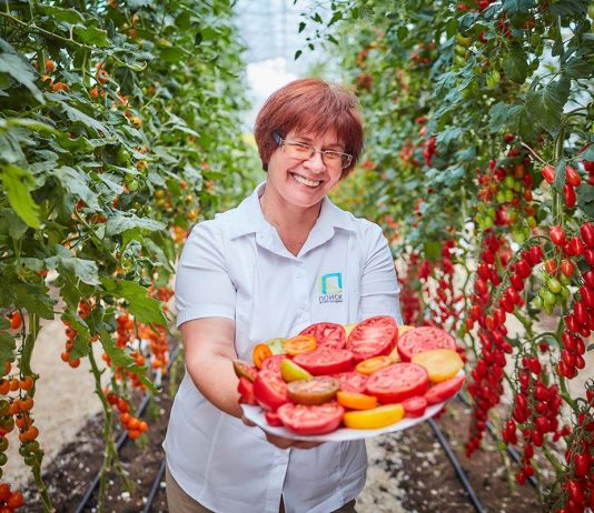 Самые устойчивые к болезням томаты от Агрохолдинга «ПОИСК» - Агрофирма «Поиск» Устойчивые томаты