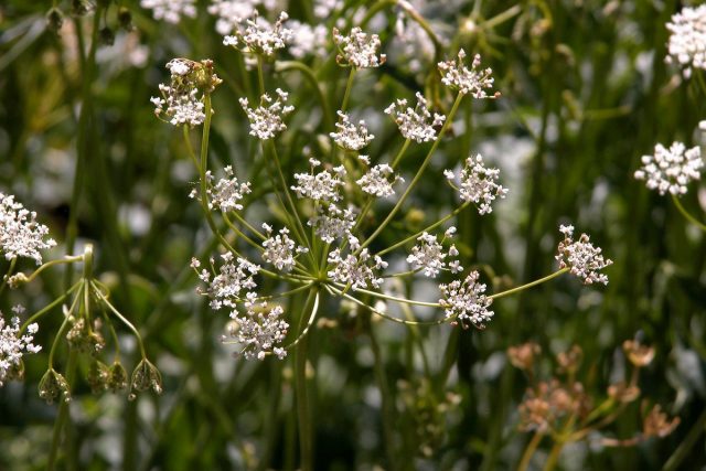Анис обыкновенный, просто Анис, или Бедренец анисовый (Pimpinella anisum)