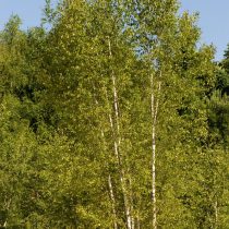 Берёза повислая (Betula verrucosa) Берёза повислая (Betula verrucosa)