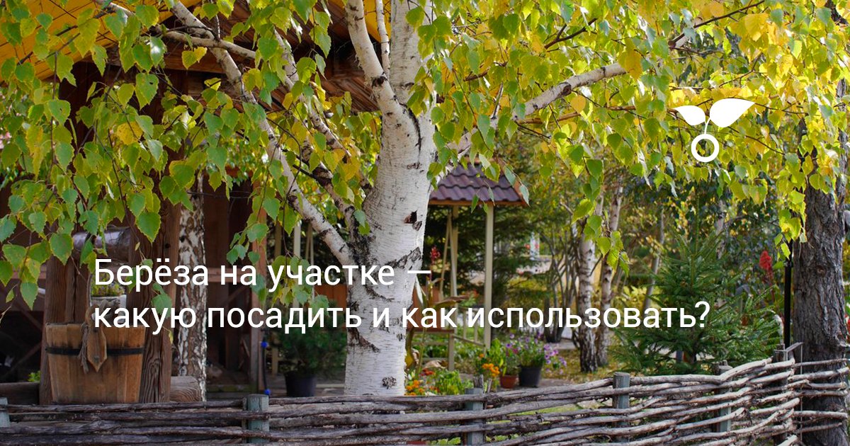 Берёза на участке — какую посадить и как использовать?