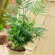 Хамедорея изящная (Chamaedorea elegans)