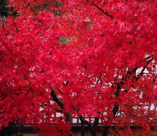 Клен красный — красивый в любое время года